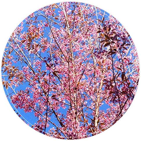 עץ סאקורה של Heoeh Beauty, שפשפת שטיחי שטיחי שטיחים שטיחי שטיחים בגודל 15.7 אינץ '.